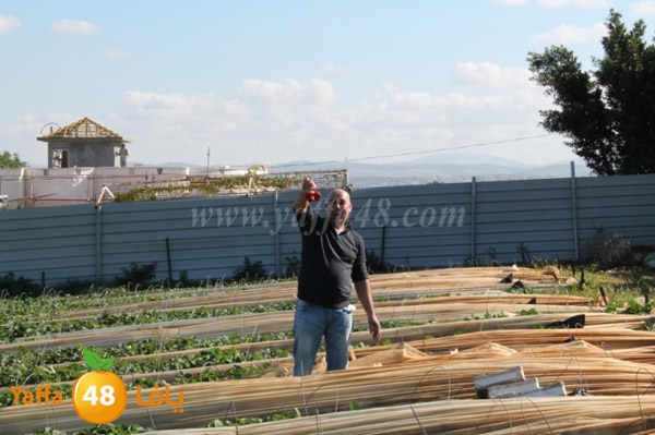 re7la tolkarem (71).JPG